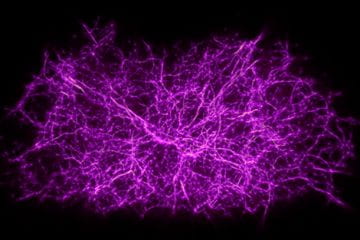 Astronomers use slime mold model to reveal dark threads of the cosmic web